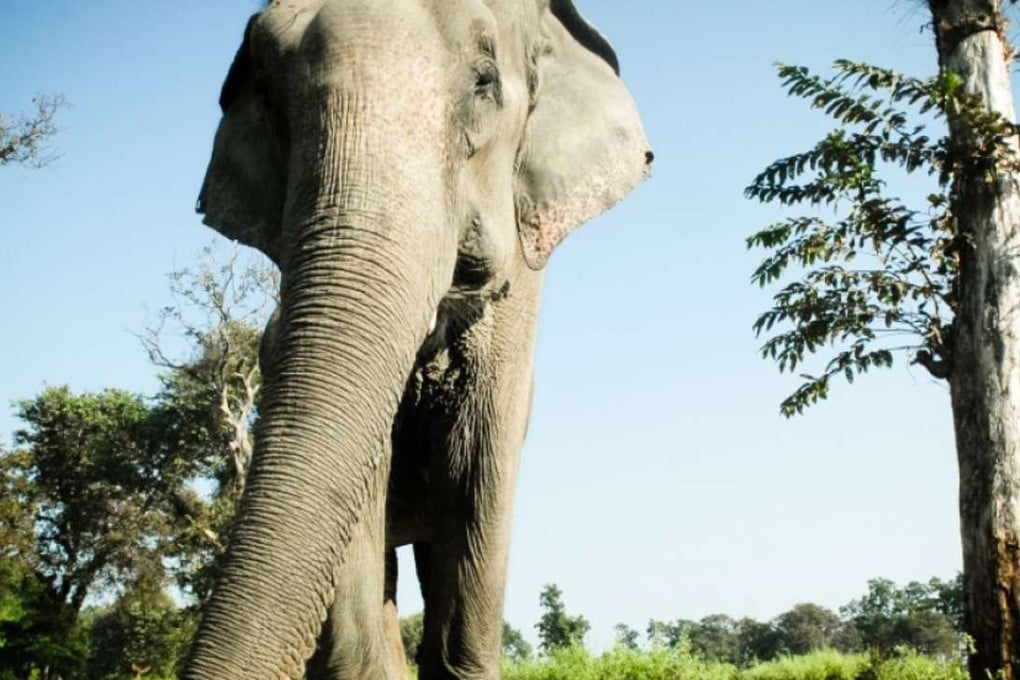The Chinese researchers argue that cows were more attracted to bulls when only male elephants had longer trunks and were better equipped to gather food and fight. The female of the species have subsequently evolved in a way that has levelled the playing field. Photo: SCMP Pictures