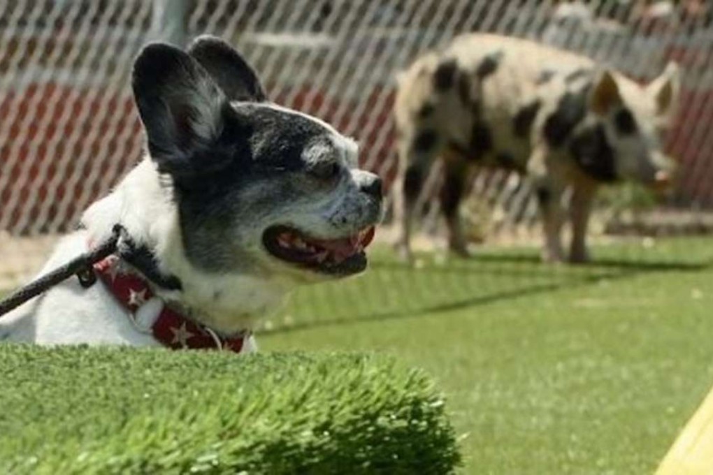 Simon the French bulldog, pictured in a scene from the episode of “Cesar 911” in which the dog bit a pig on the ear. Photo: National Geographic