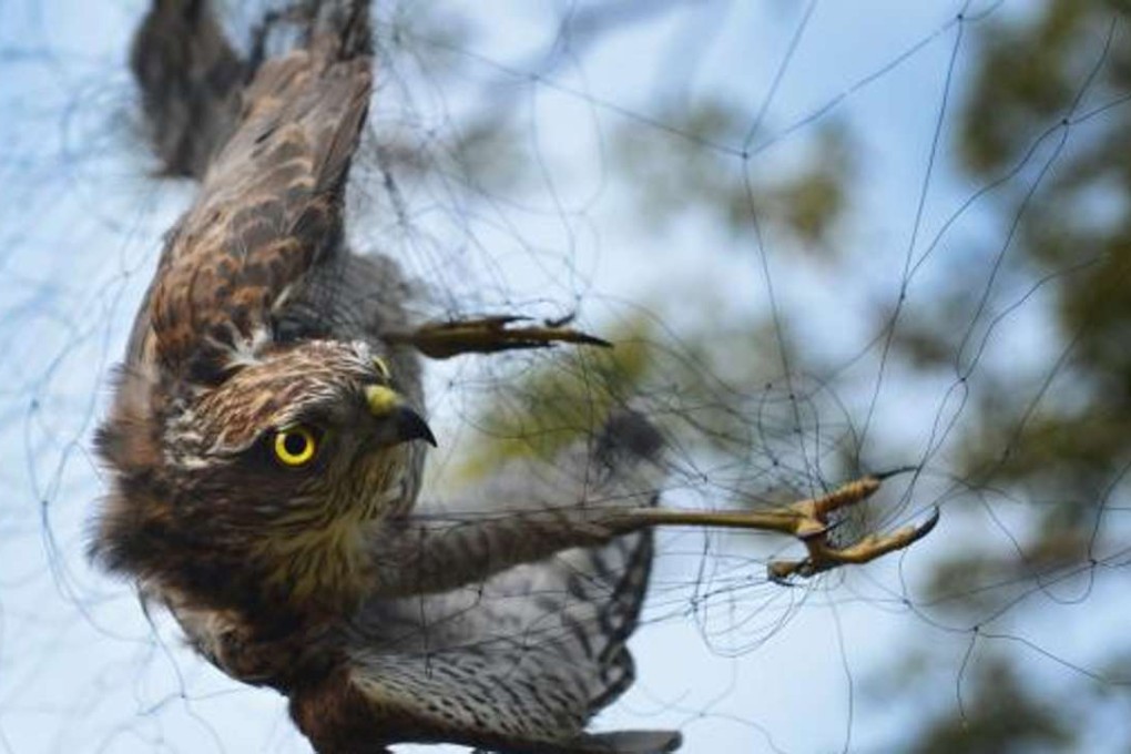 The Eurasian sparrowhawk, a protected bird in China, was caught in a net and later eaten by a mainland villager. File photo: Thepaper.cn
