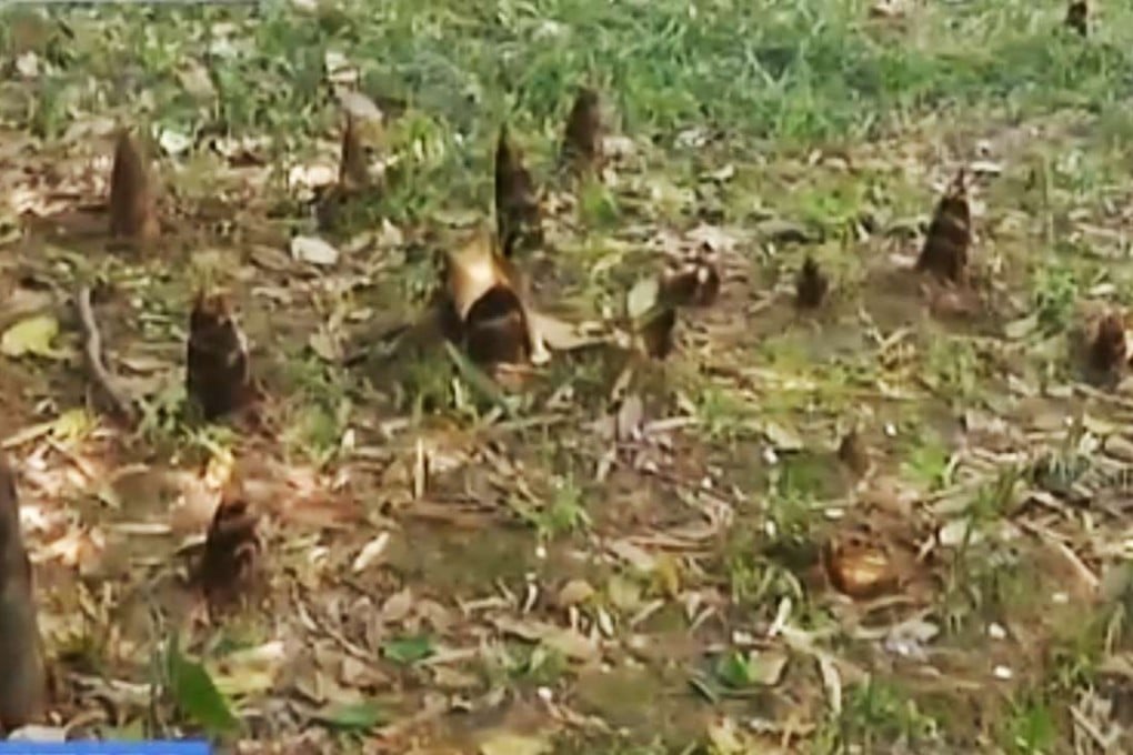 A number of bamboo shoots, which have been grown by students over the past two years, have been stolen from a field at Nanjing Forestry University. Photo: SCMP Pictures