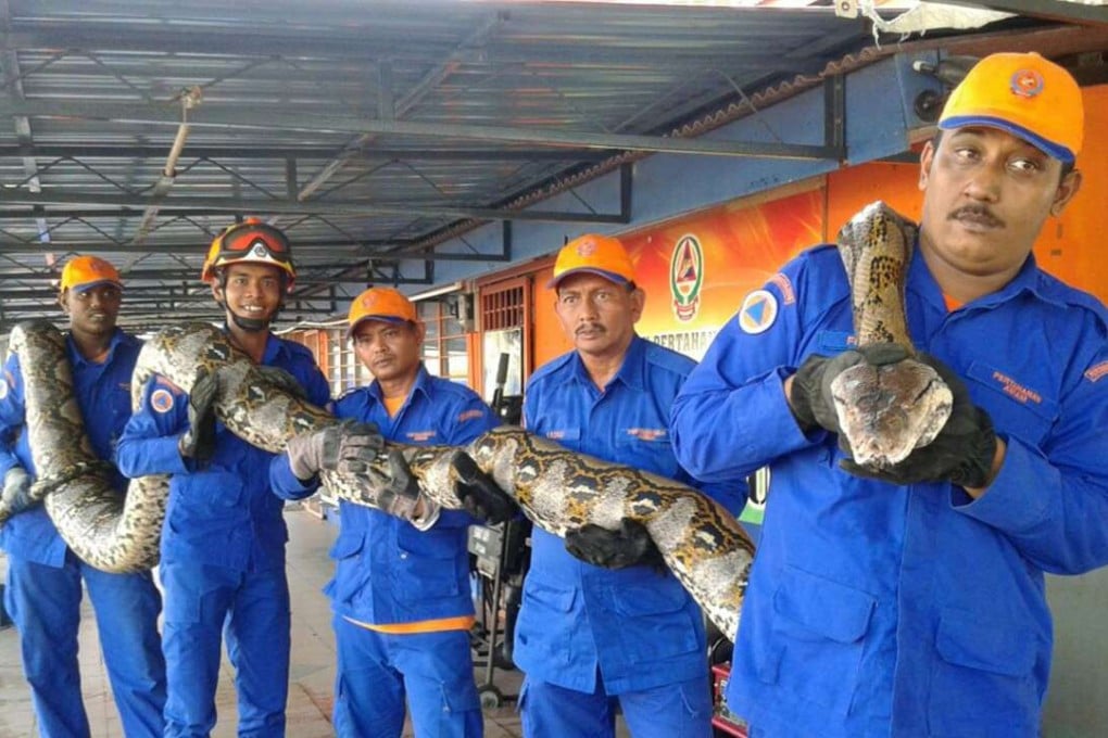 Members of Malaysia’s Civil Defence Force hold the reticulated python. Photo: EPA