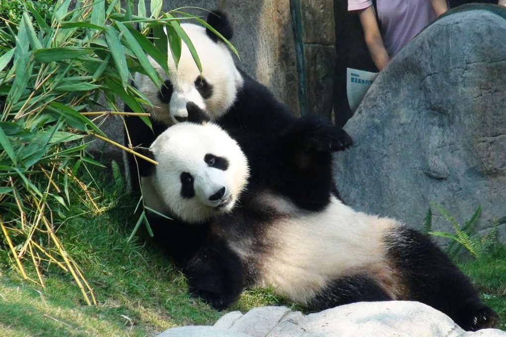 The two giant pandas moved to Ocean Park together in 2007. Photo: SCMP Pictures