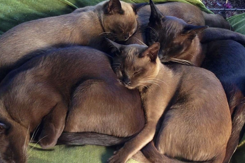 Sleeping Burmese cats at a sanctuary on Inle Lake, Myanmar, where they have been reintroduced after a long absence.