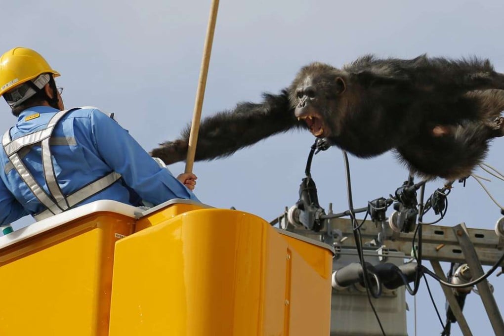 Male chimpanzee Chacha screams at a man trying to capture him on power lines in a residential area of the northeastern Japan city of Sendai on April 14, 2016, after escaping from nearby Yagiyama Zoological Park. Photo: Kyodo