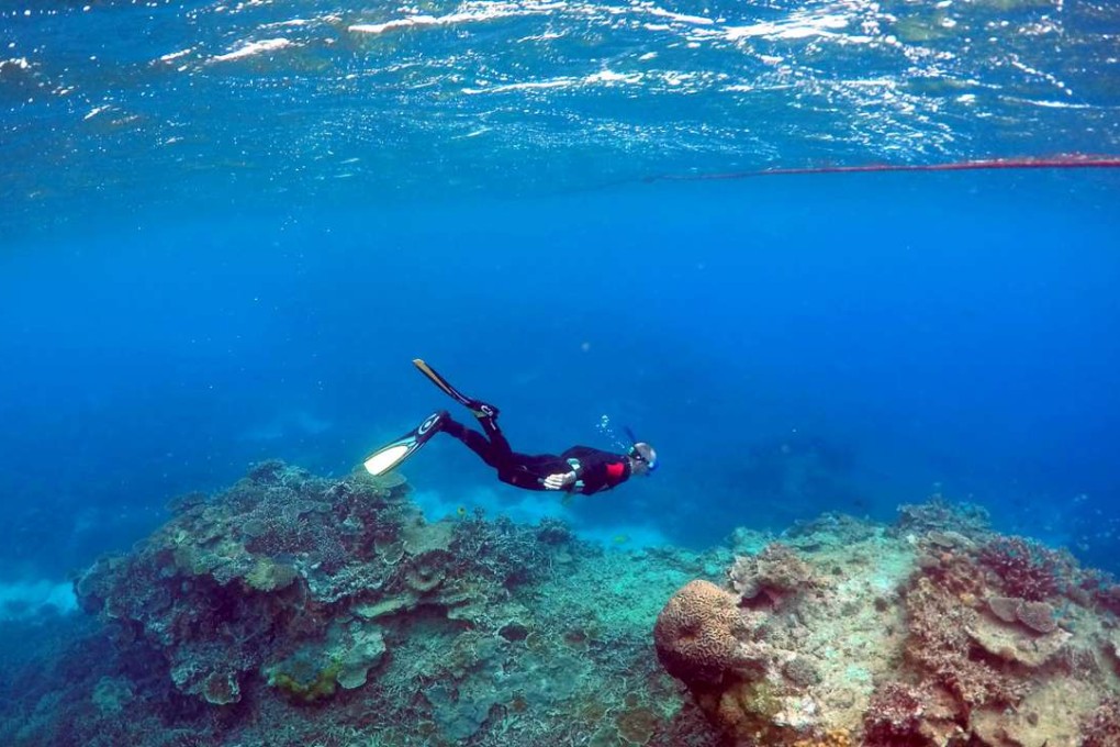 Peter Gash, owner and manager of the Lady Elliot Island Eco Resort in the Great Barrier Reef area, snorkels during an inspection of the reef's condition in an area called the 'Coral Gardens' located at Lady Elliot Island. Photo: Reuters