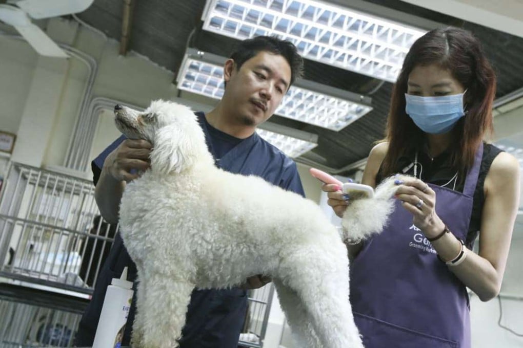 Trainer Gary Ho with Abi (right) and one of his pooches. Photo: David Wong