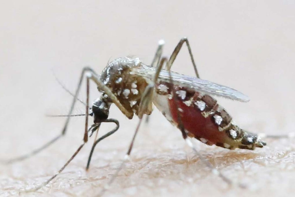The Aedes Aegypti mosquito transmits the Zika virus as well as Dengue and Chikungunya. Photo: Reuters