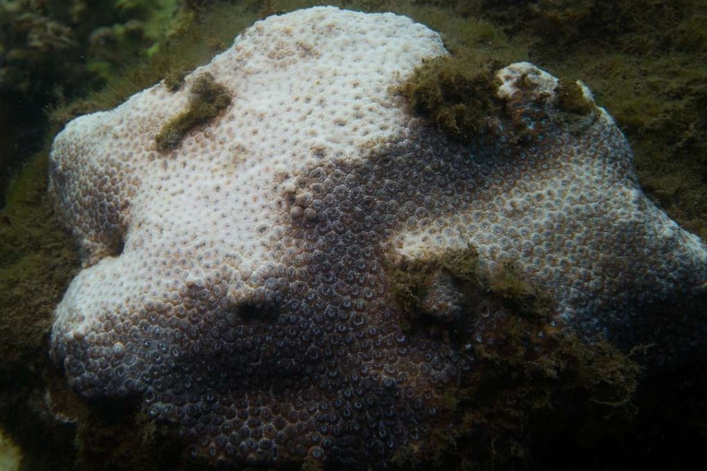 A red variety of bleaching on the upper sides of the colony in Sydney Harbour. Photo: University of Technology Sydney