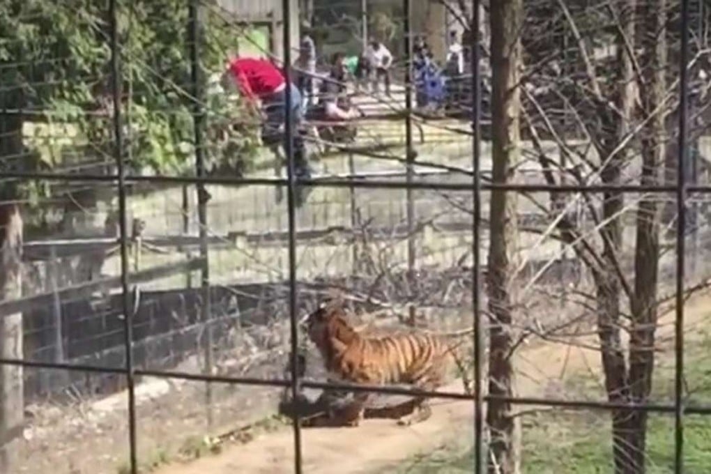 Mad hatter: a still from a video shot by Jared Sales shows a visitor climbing out of the tiger enclosure at Toronto Zoo as tiger Hari eyes her agitatedly. Photo: YouTube / Jared Sales