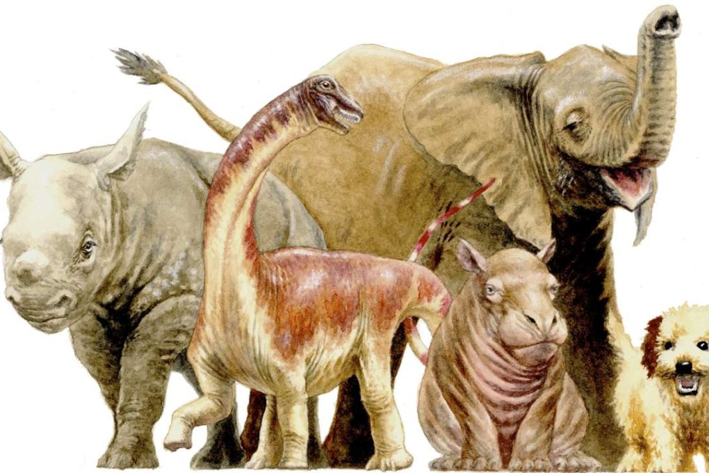An artist's illustration shows the size comparisons of a newborn dinosaur called Rapetosaurus (2nd from left)compared to mammalian newborns such as a baby black rhino, an African elephant, a hippo and a puppy. Photo: Reuters
