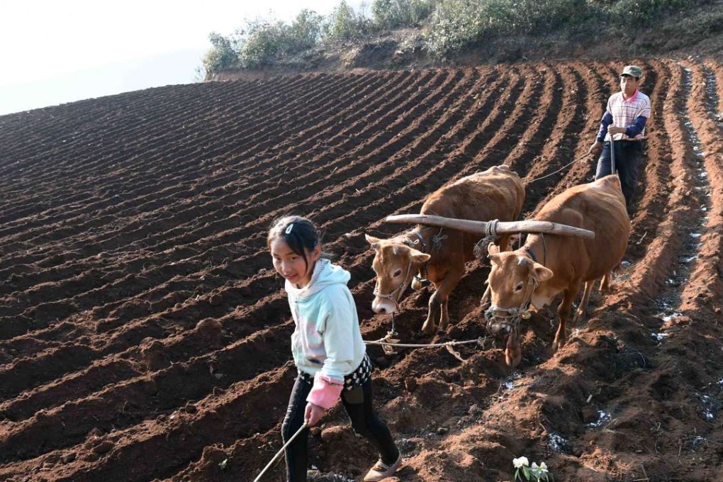 (Local people plow and sow with cows in their farmland in Luoping County,southwest China's Yunnan province. Photo:. Xinhua, Yang Zongyou