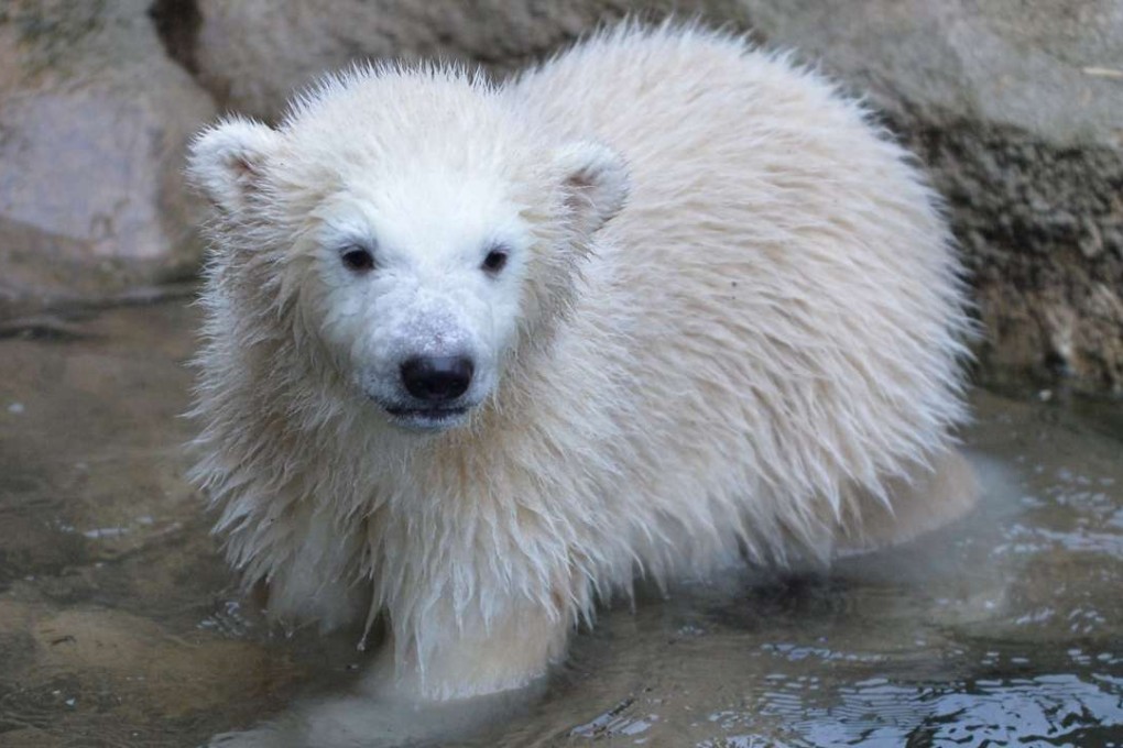 Polar bear baby “Lily” explores the pool during her first trip to the outside enclosure at a zoo in Bremerhaven, northwestern Germany, this month. Photo: AFP