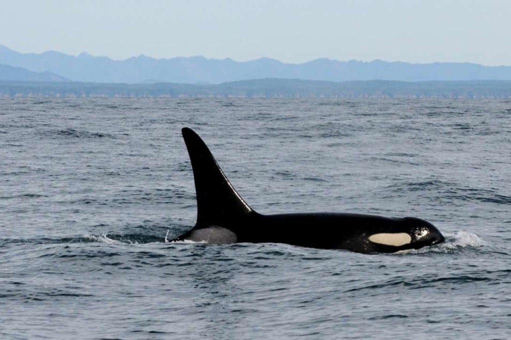 File photo of an orca ‘killer’ whale. Photo: AP