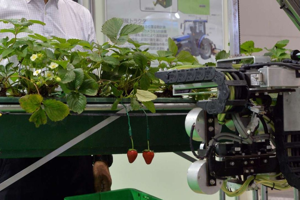 A robot that can pick ripe strawberries at an expo in Tokyo in 2013. Photo: AFP