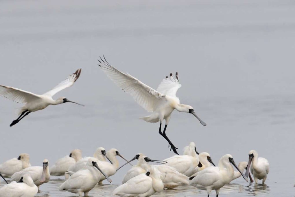 The illegal activities damage the Inner Deep Bay wetland ecosystem, which is the wintering ground for more than 10 per cent of the world’s population of endangered black-faced spoonbills. Photo: SCMP Pictures