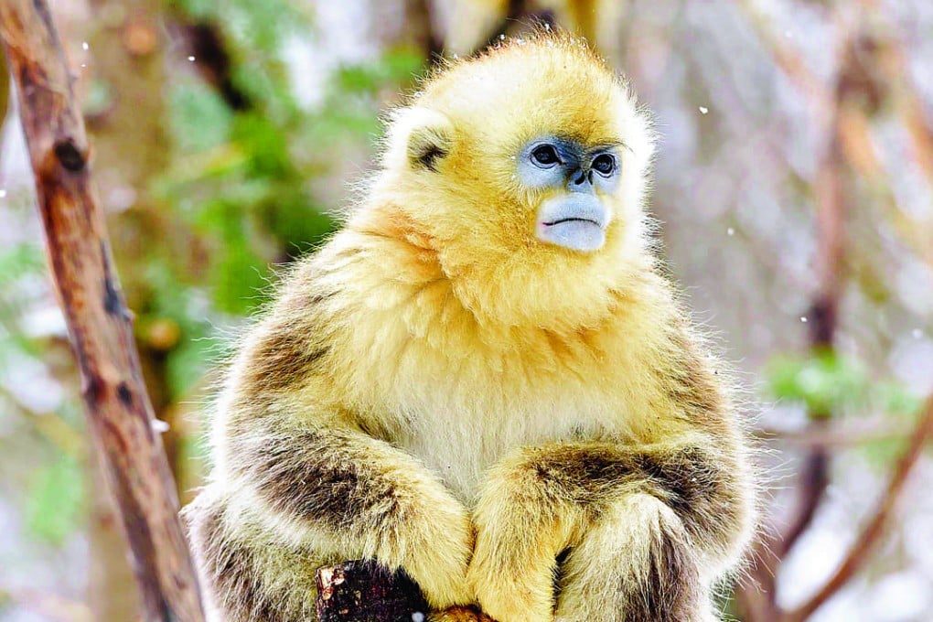 A protected golden monkey at the Dalongtan Golden Monkey Research Centre in Shennongjia, Hubei province. Photo: Xinhua