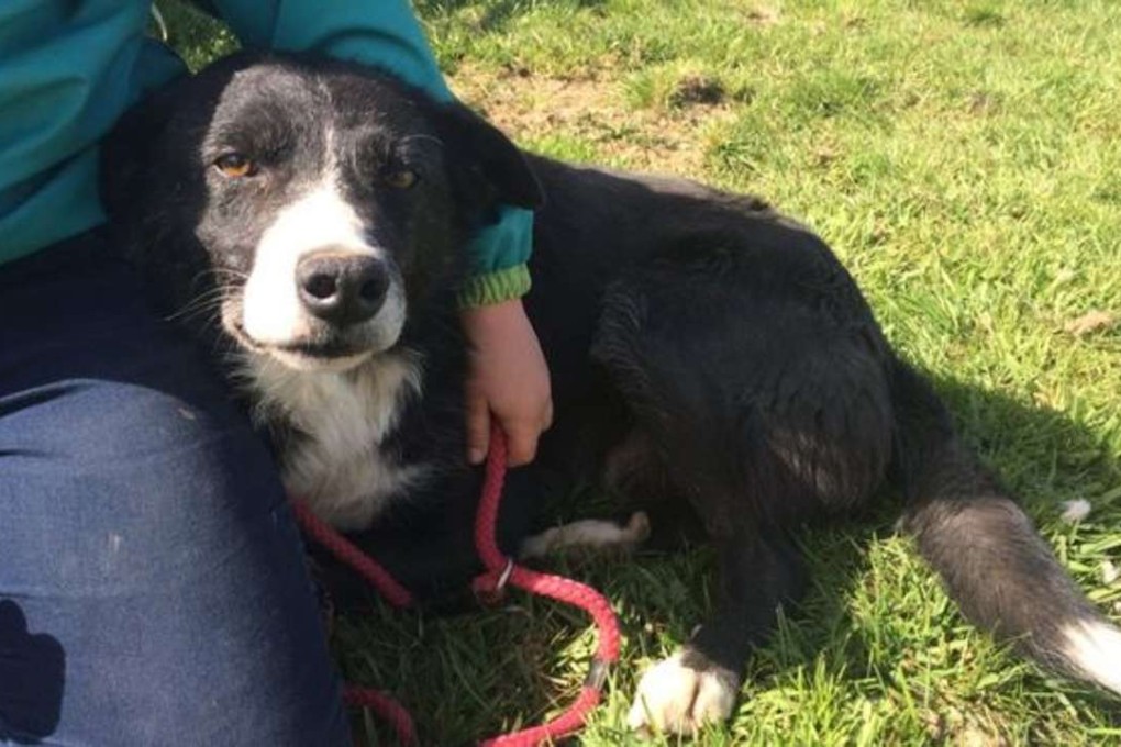 Pero apparently did not find conditions at his new farm in England to his liking. Photo: BBC