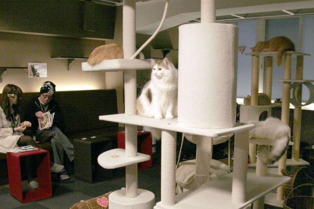 Cats stay on the perches at cat cafe Calico in Tokyo in 2012. Felines at Japan's popular "cat cafes" are now allowed to stay up until 10pm to interact with customers. The Environment Ministry's animal rights panel said that the cats will be allowed to hang out two hours later than the old guidelines allowed. Under the 2012 guidelines, cats and other animals at pet shops could not be displayed after 8pm. Photo: AP
