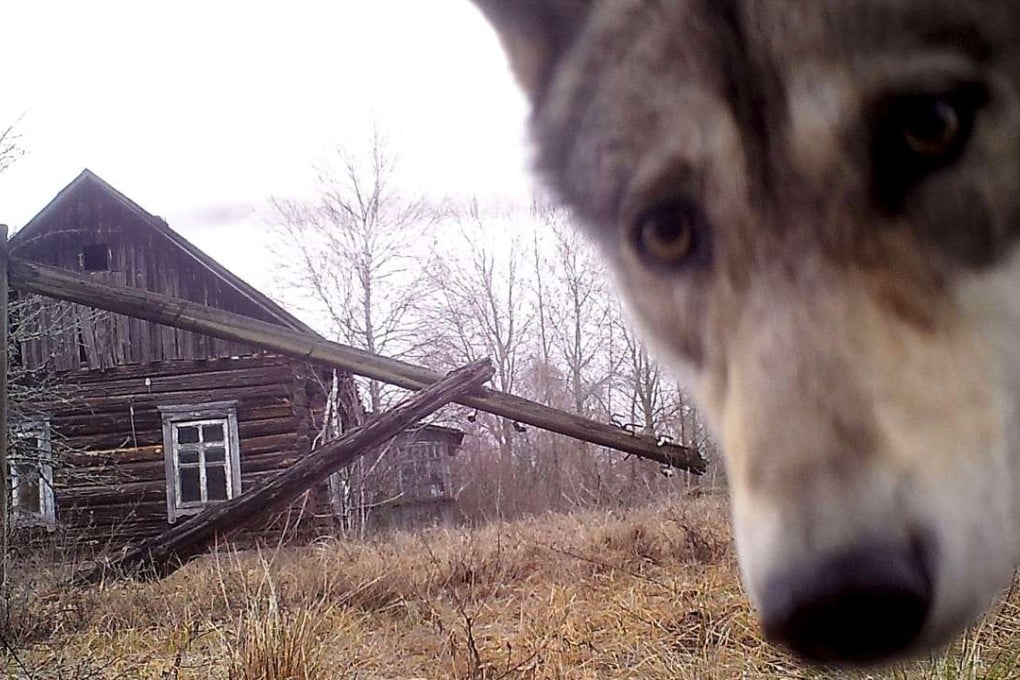 A wolf looks into an unmanned camera inside the 30 km exclusion zone around the Chernobyl nuclear reactor in the abandoned village of Orevichi, Belarus, on March 2. Photo: Reuters