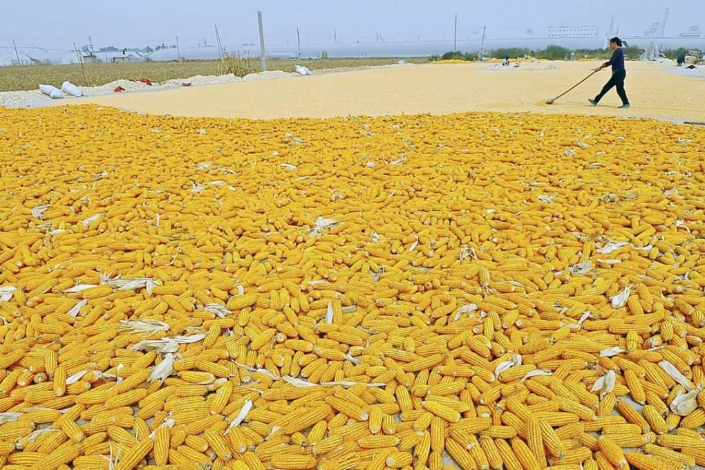 A farmer dries newly harvested corn in Qingzhou, Shandong province. Photo: Reuters