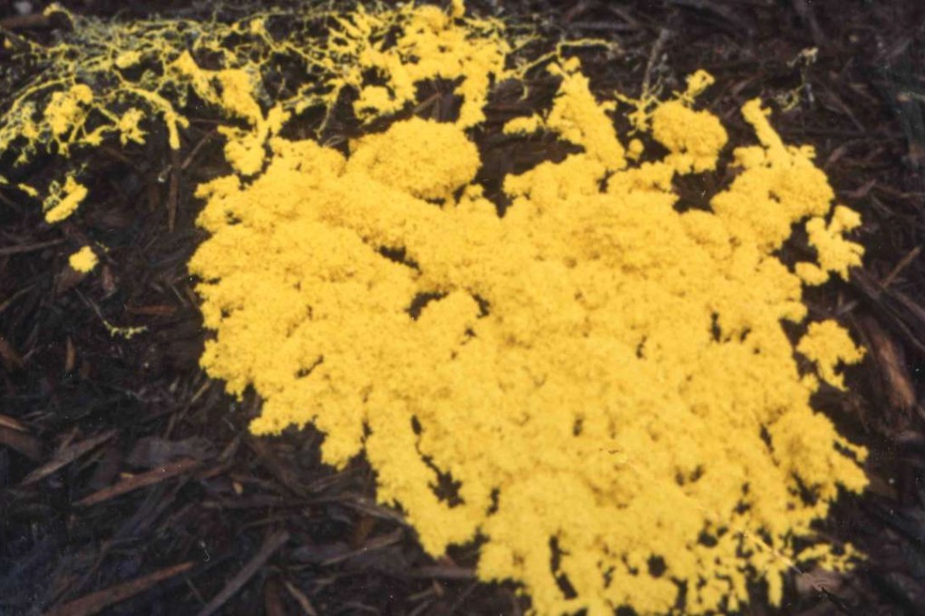 Physarum polycephalum slime on a forest floor. Scientists say the simple organism demonstrated “habituation learning” in lab experiments. Photo: Wikipedia
