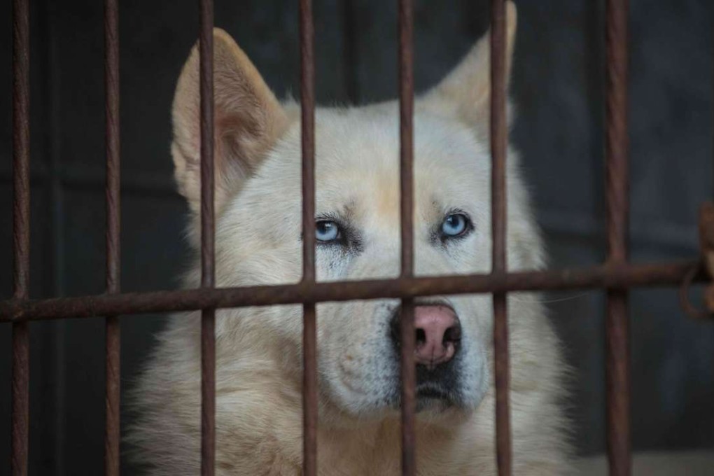 A dog looks out from a cage at a dog farm during a media visit organised by the Humane Society International in Wonju, south East of Seoul on April 27, 2016. The dogs in the farm, one of thousands across the country, were bred specifically for consumption and confined in their cages from birth until slaughtered for their meat. South Koreans are believed to consume somewhere between 1.5 million-2.5 million dogs every year, but the meat farming industry is in decline, with little demand among the younger generation. Photo: AFP