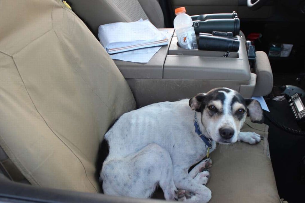 Queenie the dog. Photo: The Washington Post