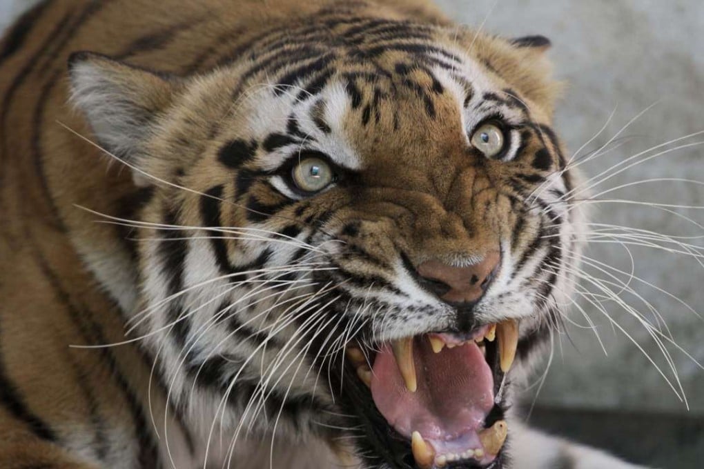 Seema, a Royal Bengal tigress, reacts to the camera at the zoo in Ahmadabad, India in 2011. Photo: AP