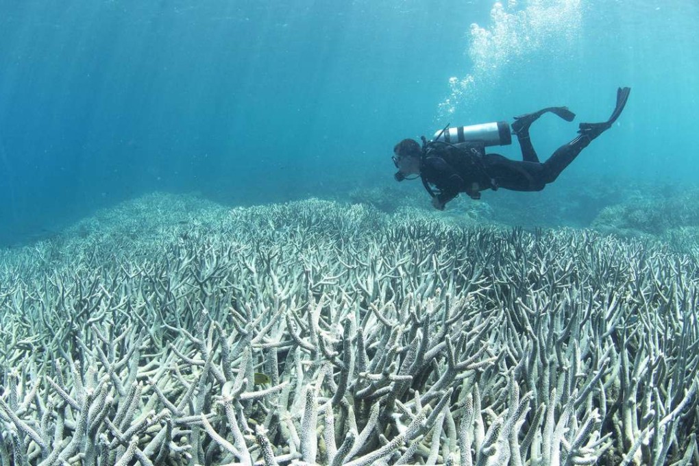 Bleached coral at Heron Island on the Great Barrier Reef. Photo: AFP