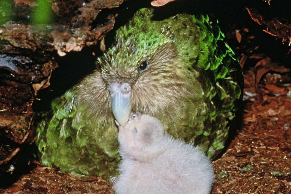 New Zealand’s rare green kakapo parrot and chick. Photo: AFP