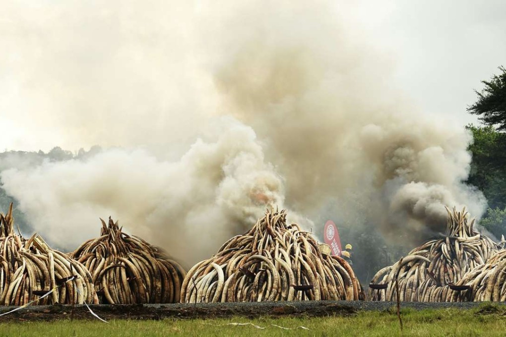 Ivory burning at the Nairobi National Park. Photo: AFP