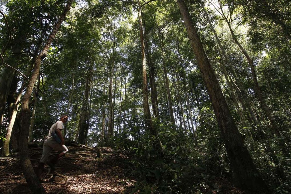 The new conservation areas will include parts of Prey Lang – a forest where activists have long been risking their lives to expose the illegal logging that has eviscerated Cambodia’s forest cover. Photoo: Xinhua