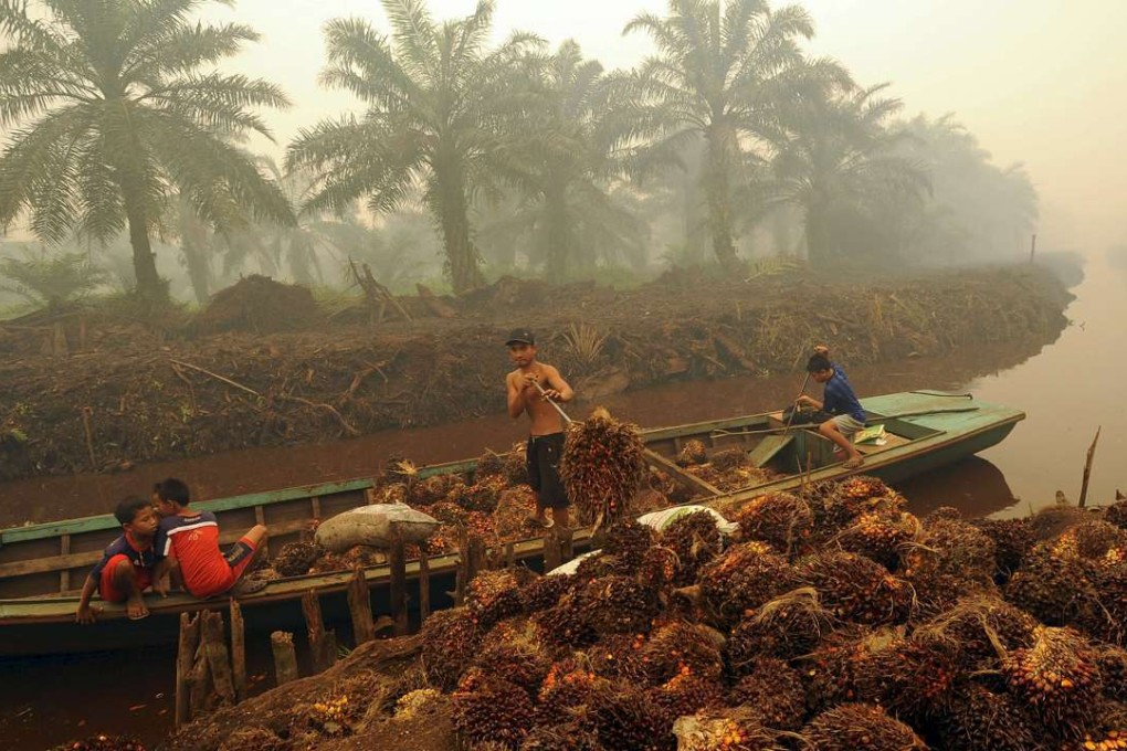 A worker unloads palm fruit at a palm oil plantation in Peat Jaya, Jambi province on the Indonesian island of Sumatra. Photo: Reuters