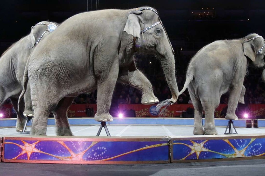 Asian elephants perform for the final time in the Ringling Bros. and Barnum & Bailey Circus. Photo: AP
