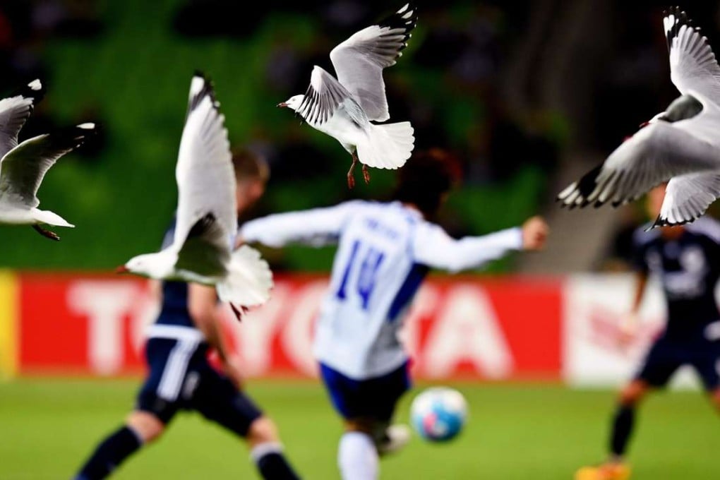 Seagulls fly past during the AFC Champions League Group G soccer match between Melbourne Victory and Gamba Osaka. Photo: EPA