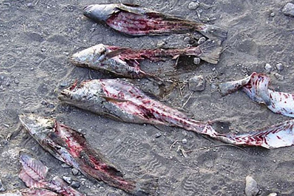 Totoabas that have been gutted to harvest their bladders. Photo: AP