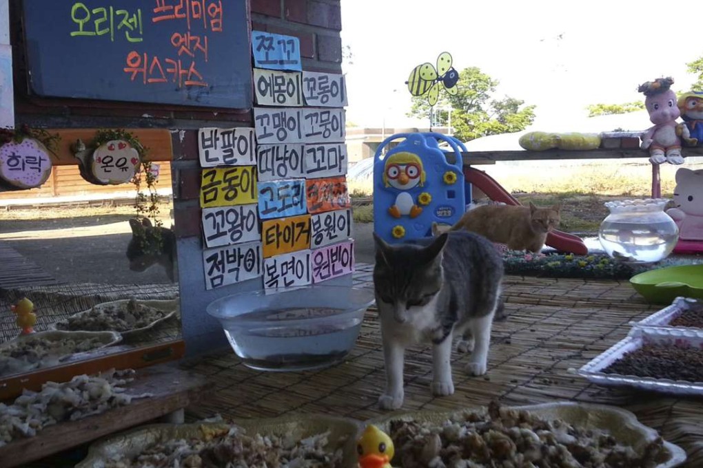 Live-streamed Cats Meok Bang show is a twist on an online trend of young South Korean men and women tucking into feasts in real time, while viewers send messages and sometimes virtual cash. Photo: AP