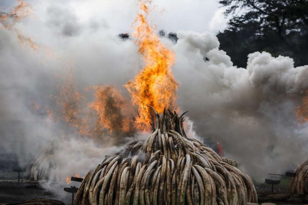 A pile of elephant tusks burns in the Nairobi National Park, Kenya, on April 30. Photo: EPA