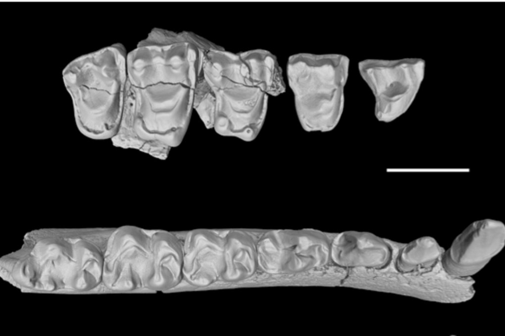 Scientists analysed the fossils of six new species of early primates found in southwest China. Photo: SCMP Pictures