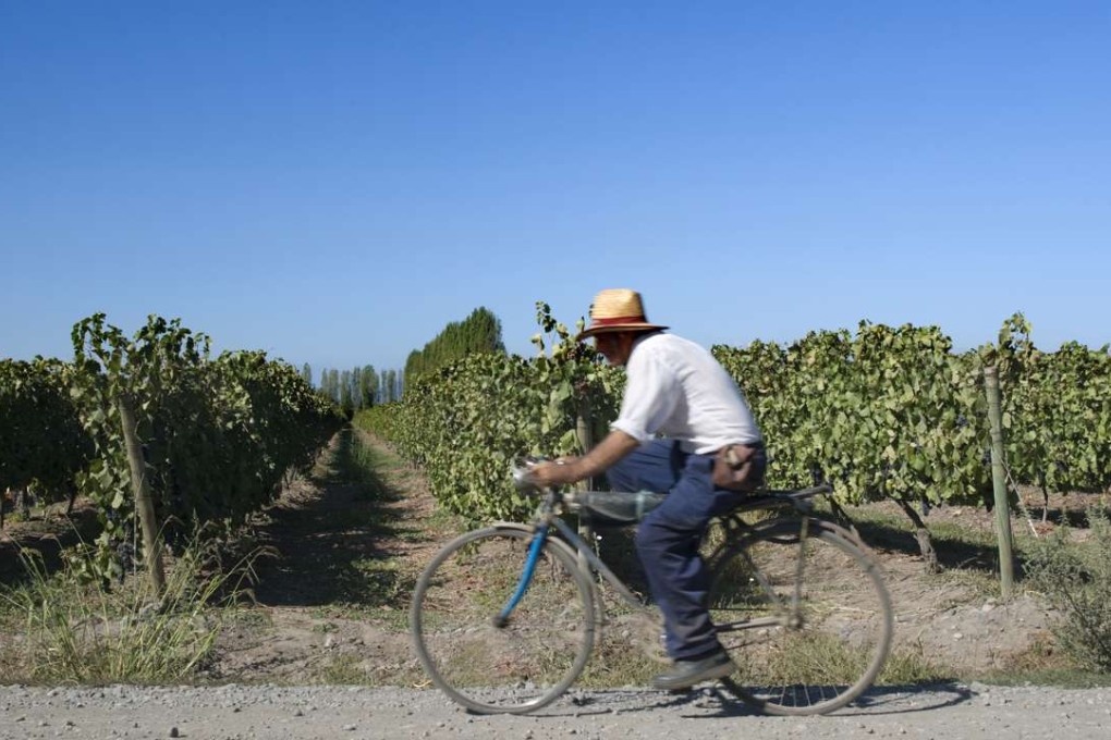 Concha Y Toro’s vineyard in Colchagua Valley, Chile. Photo: Corbis