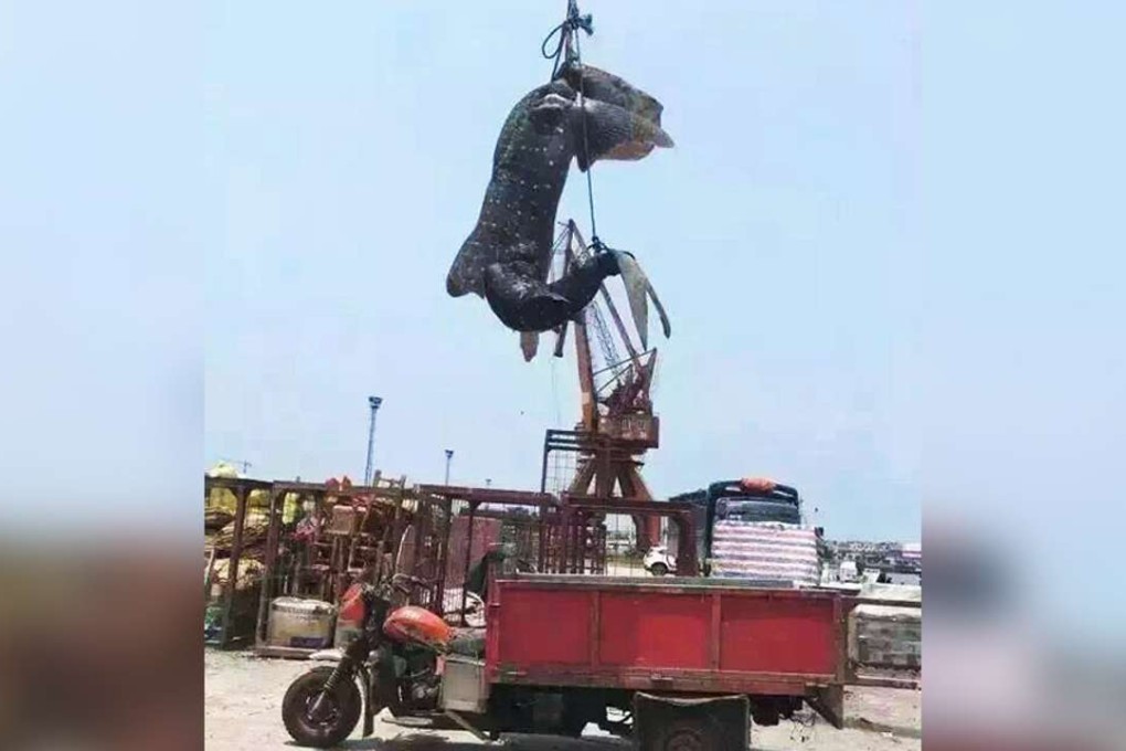 A photograph circulating online of the shark’s carcass. Photo: Btime.com