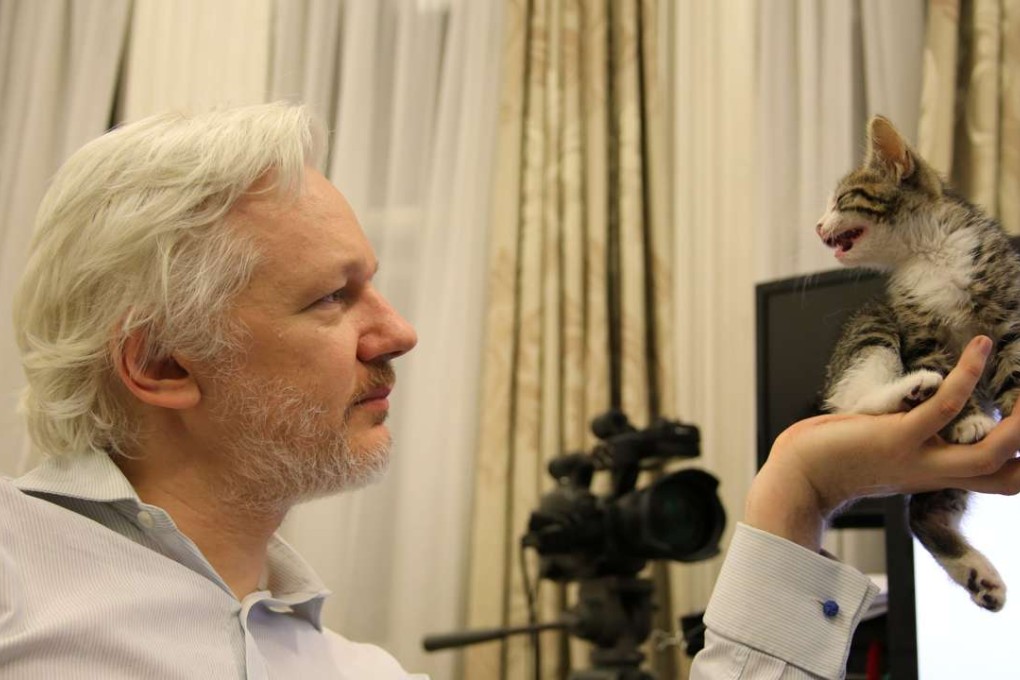 A photo tweeted by @EmbassyCat shows Julian Assange with his new pet kitten in Ecuador's embassy in London. Photo: AP
