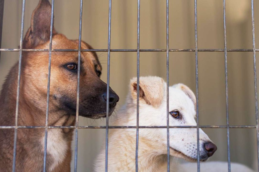A file picture of dogs at an animal shelter. Photo: Xinhua