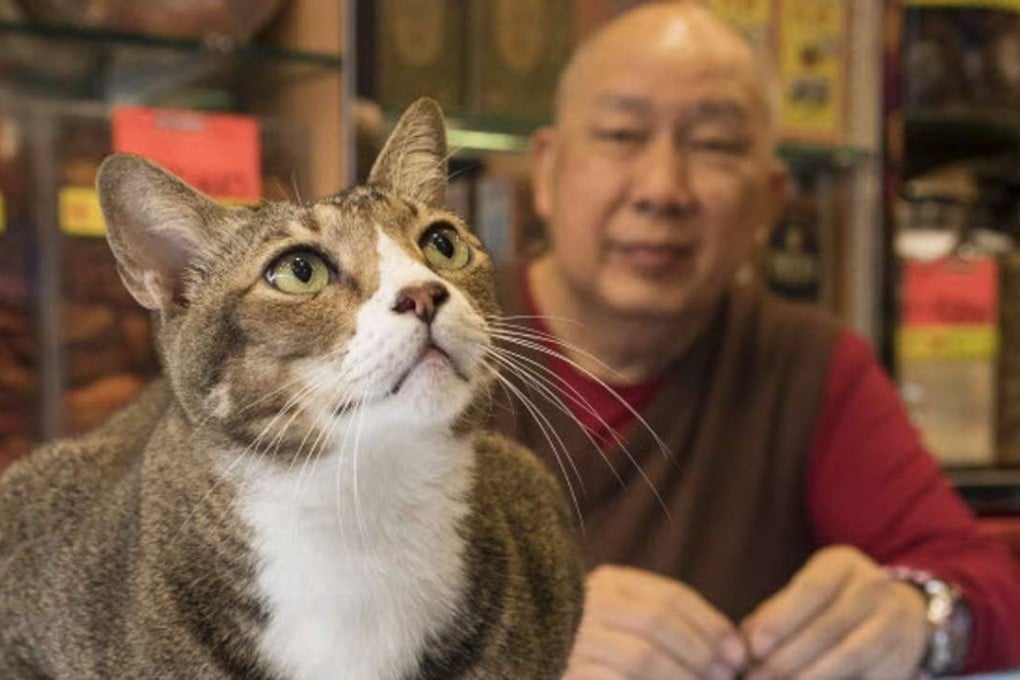 Marcel Heijnen’s favourite cat, Dau Ding. Photo: Marcel Heijnen