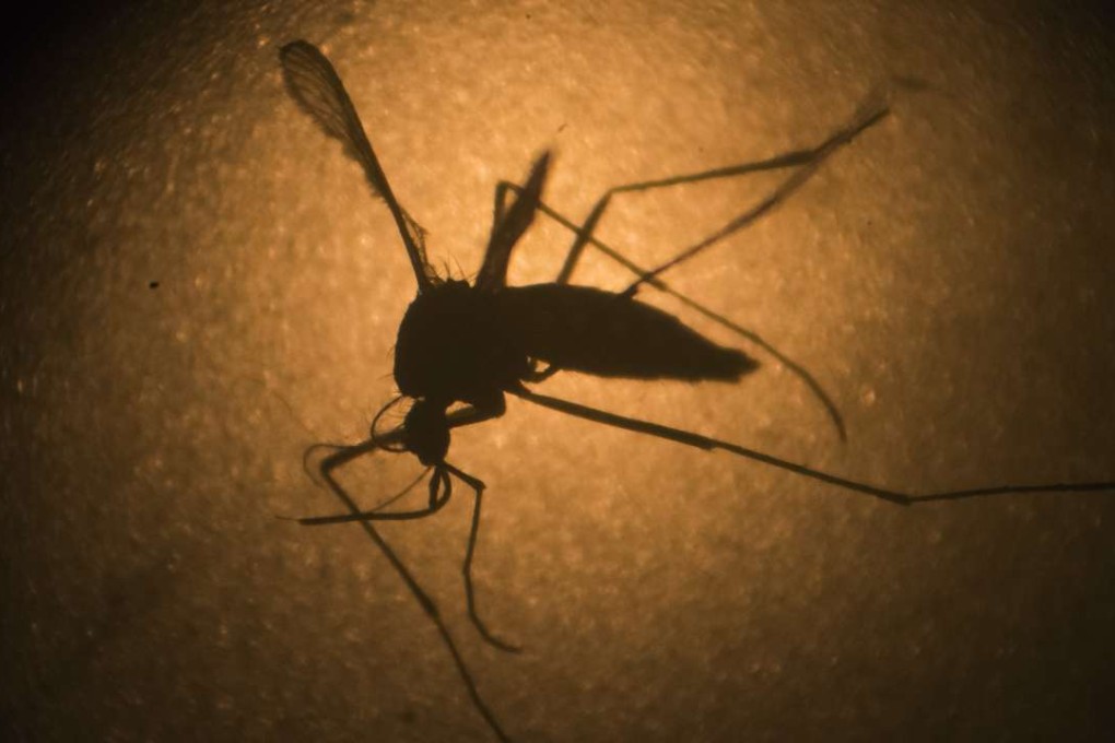 in Rio this year, insect-transmitted disease is up 600 per cent despite stepped up mosquito control efforts. Photo: AP