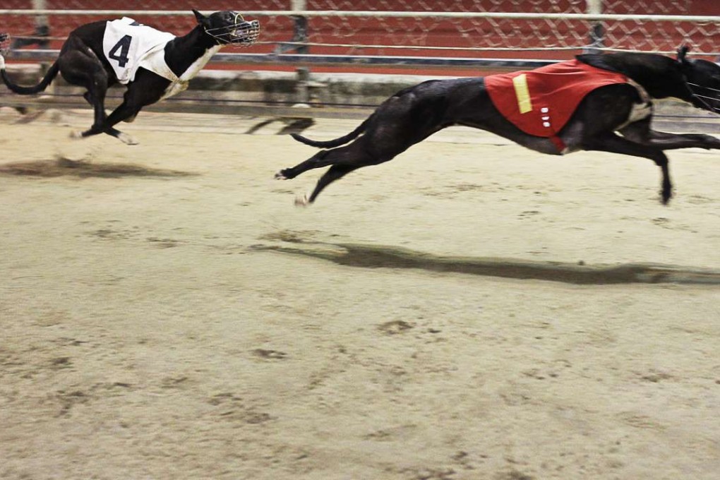 Greyhound racing at the Macau Canidrome. Photo: SCMP Pictures