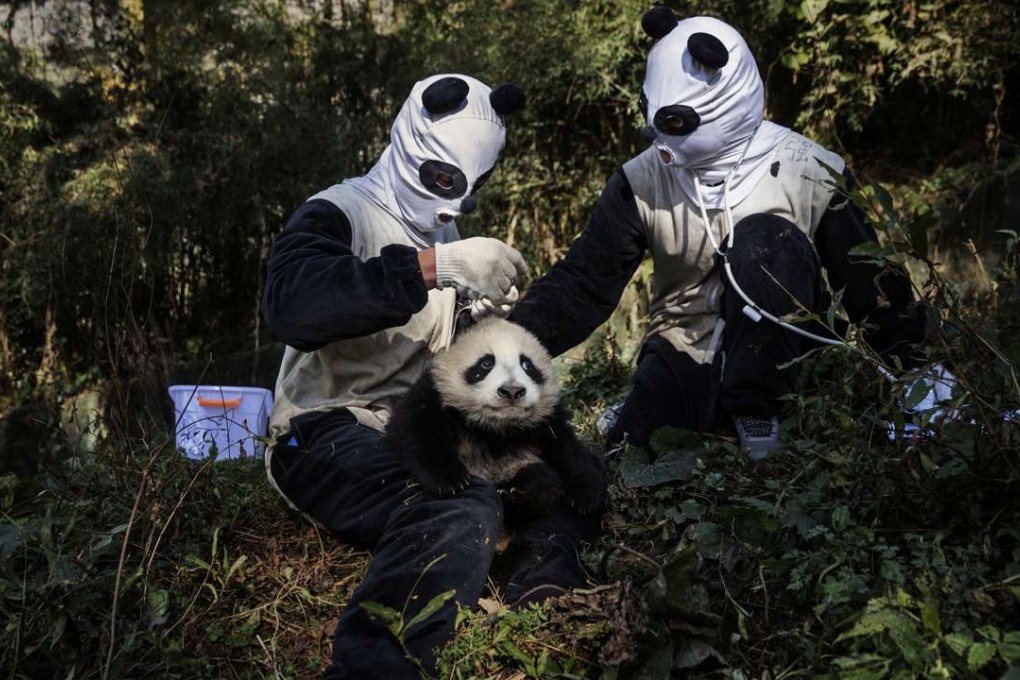 Green bonds are capital-raising devices designed to provide funding for new and existing projects with environmental benefits. This image depicts researchers, dressed in panda costumes, giving a medical check to a four month old, female panda at the Hetaoping Panda Conservation Centre in Wolon, Sichuan Province, China on December 1, 2015. Photo courtesy of the 12th China International Press Photo Contest, the Nature and Environment News category