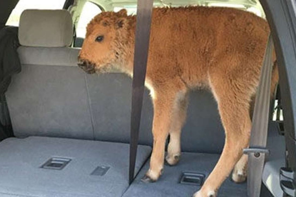 A baby bison is seen in the back of a car after being picked up in Yellowstone National Park by two tourists on May 9. Photo: Facebook / Karen Olsen Richardson
