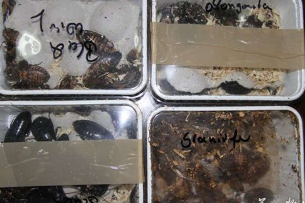 The four boxes of giant cockroaches from Germany found by customs officers in Chengu. Photo: West China City Daily