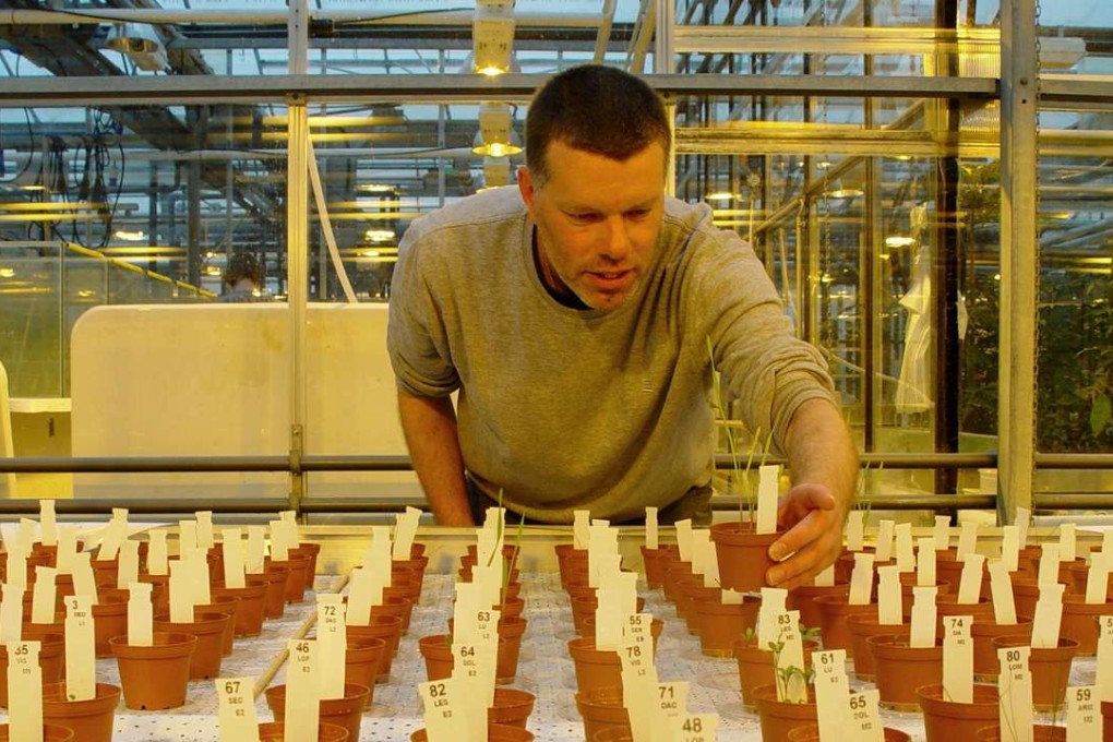 Researcher Wieger Wamelink inspects the plants grown on Mars and moon soil simulant in a research facility at Wageningen University in The Netherlands. Photo: AFP